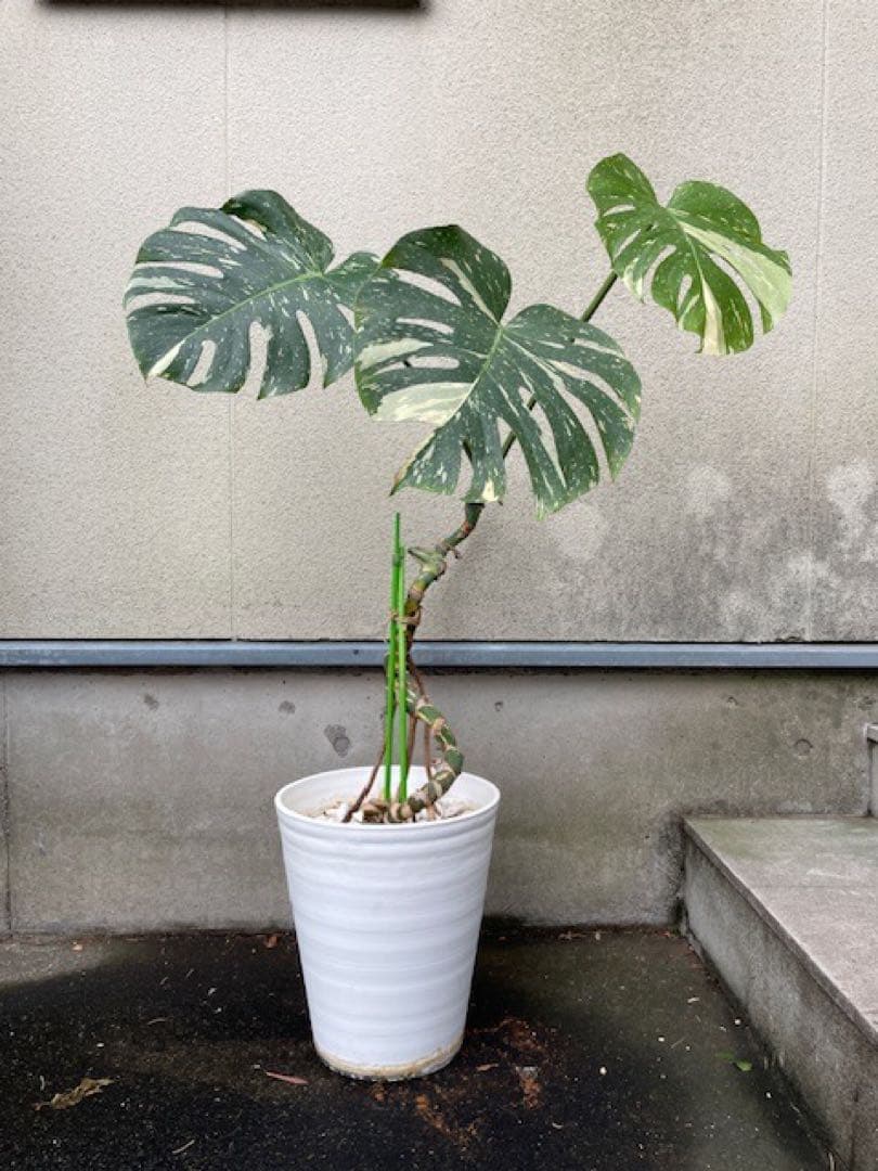 直接引取■モンステラ デリシオーサ レガシー 斑入り/葉35cm/110cm