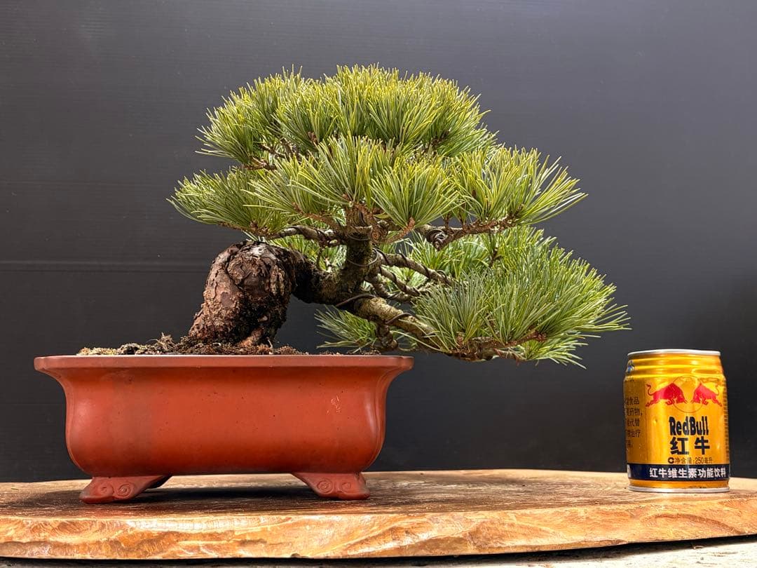 [盆栽]五葉松/貴風//黒松/赤松/真柏