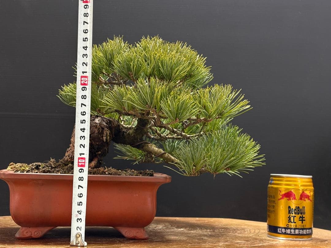 [盆栽]五葉松/貴風//黒松/赤松/真柏