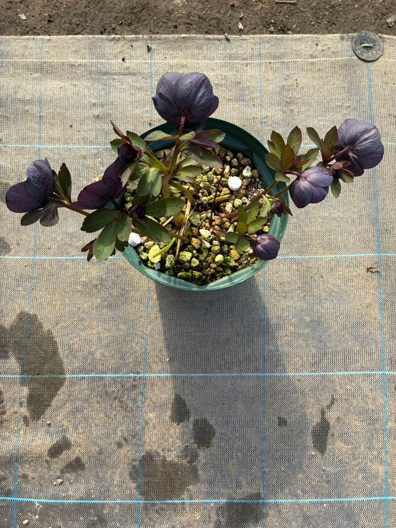 16日まで　クリスマスローズ　ダーク系　セミダブル　７寸　お値下げ可能