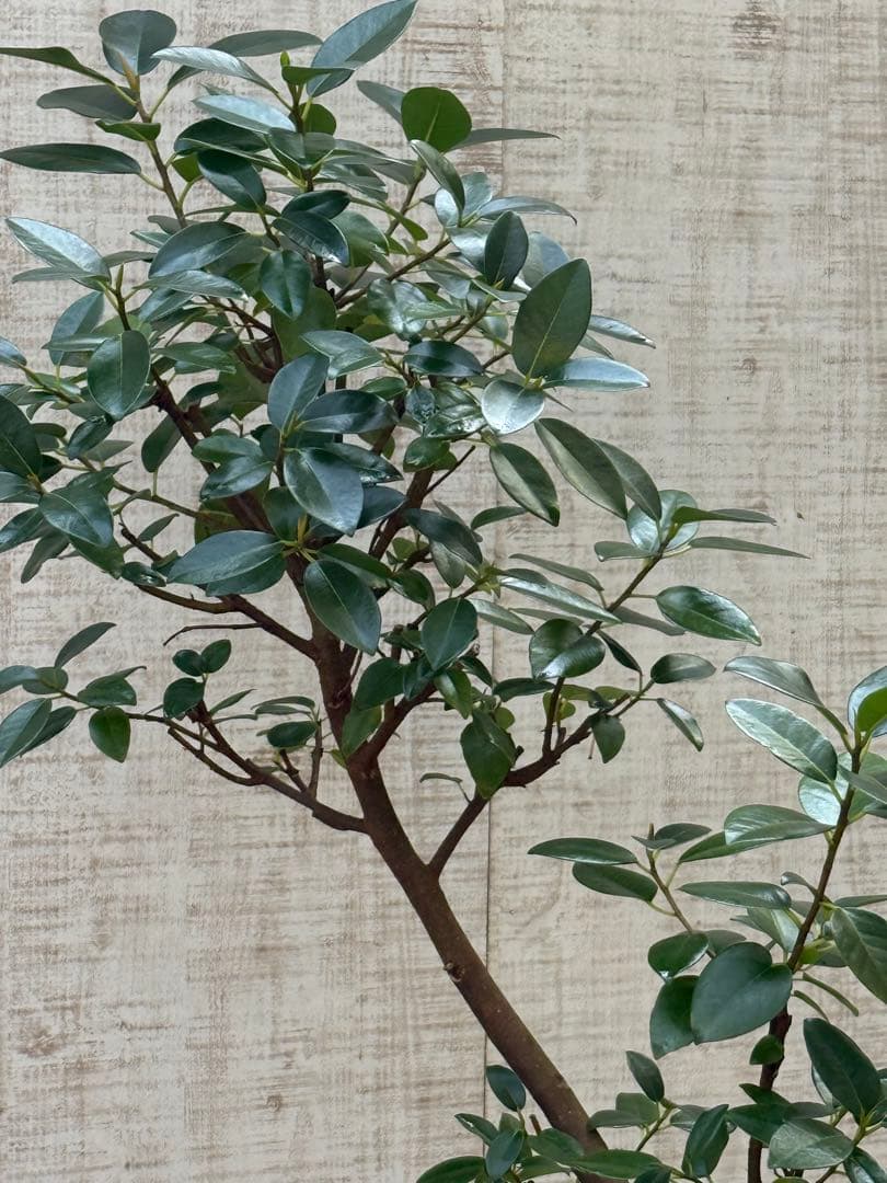 ☆ フランスゴム フィカス•ルビギノーサ♪ 130cm スリムな曲がりフォルム♪