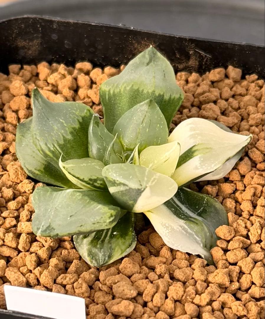 ハオルチア　裏般若錦　超美株斑