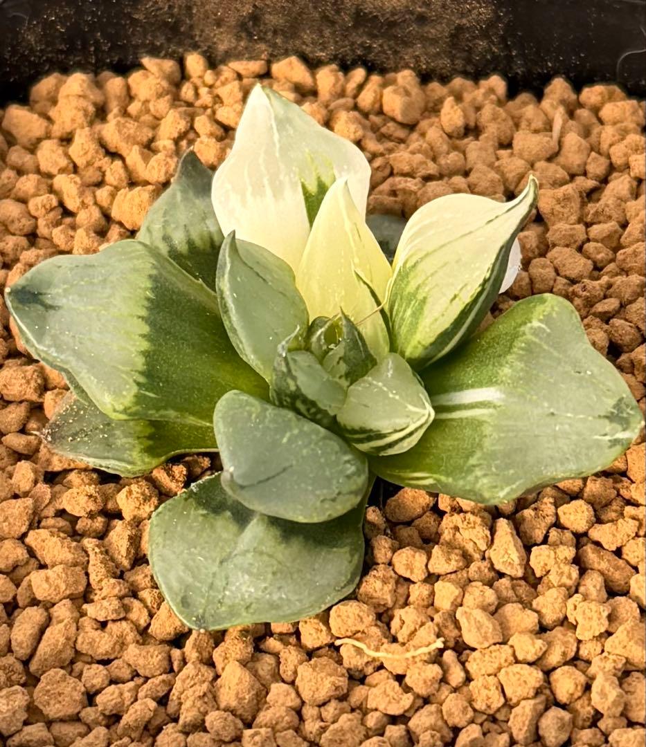 ハオルチア　裏般若錦　超美株斑