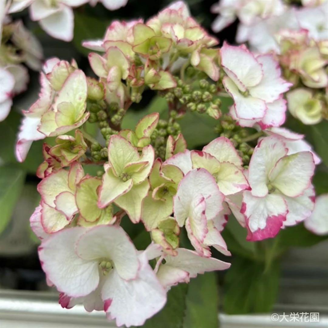 ラグランジア　紫陽花　カラフルランジア　斑入り多花性　5種　鉢ごとタグ付き