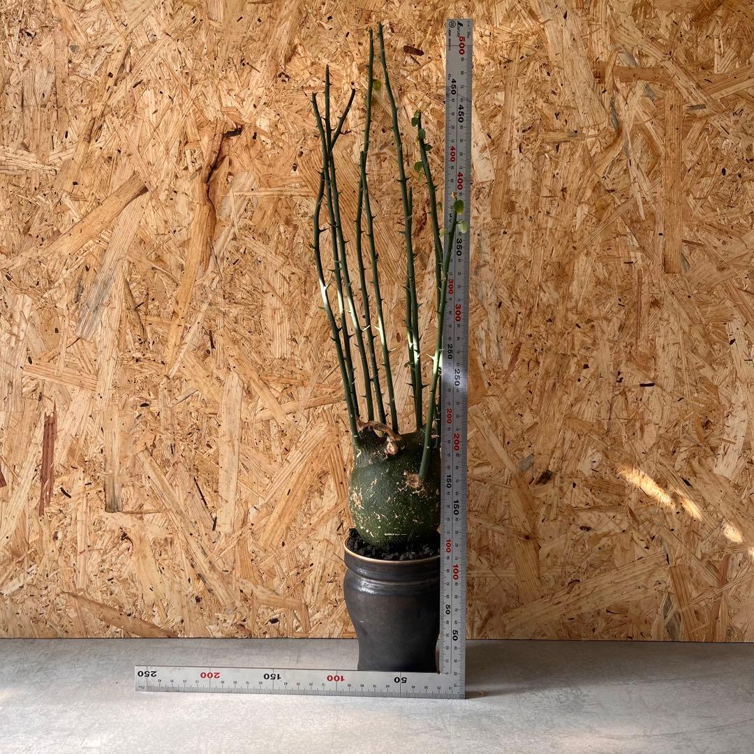 シ*ク様 現地球　アデニア　プセウドグロボーサ　Adenia pseudoglo