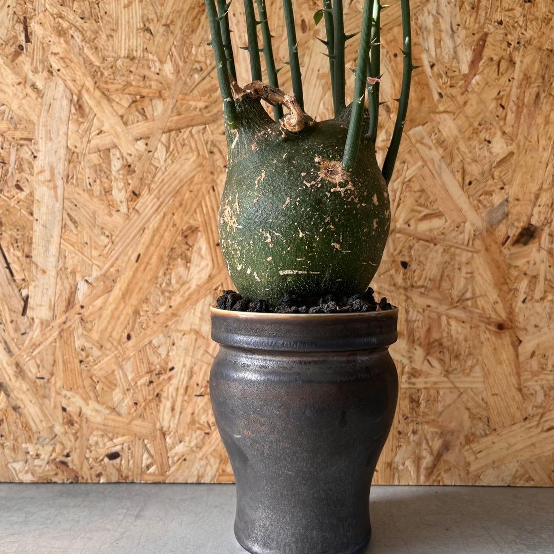 シ*ク様 現地球　アデニア　プセウドグロボーサ　Adenia pseudoglo