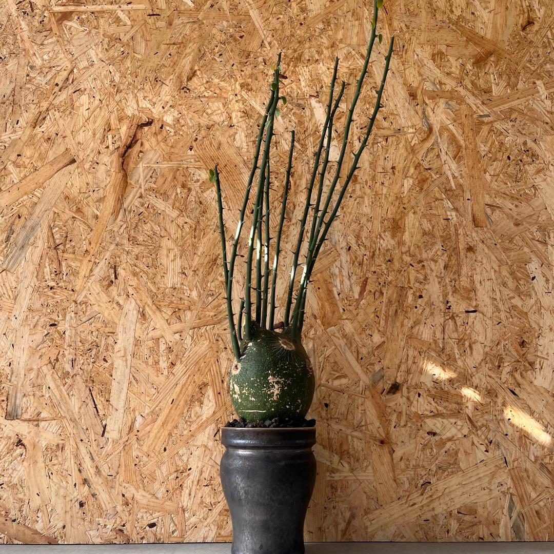 シ*ク様 現地球　アデニア　プセウドグロボーサ　Adenia pseudoglo