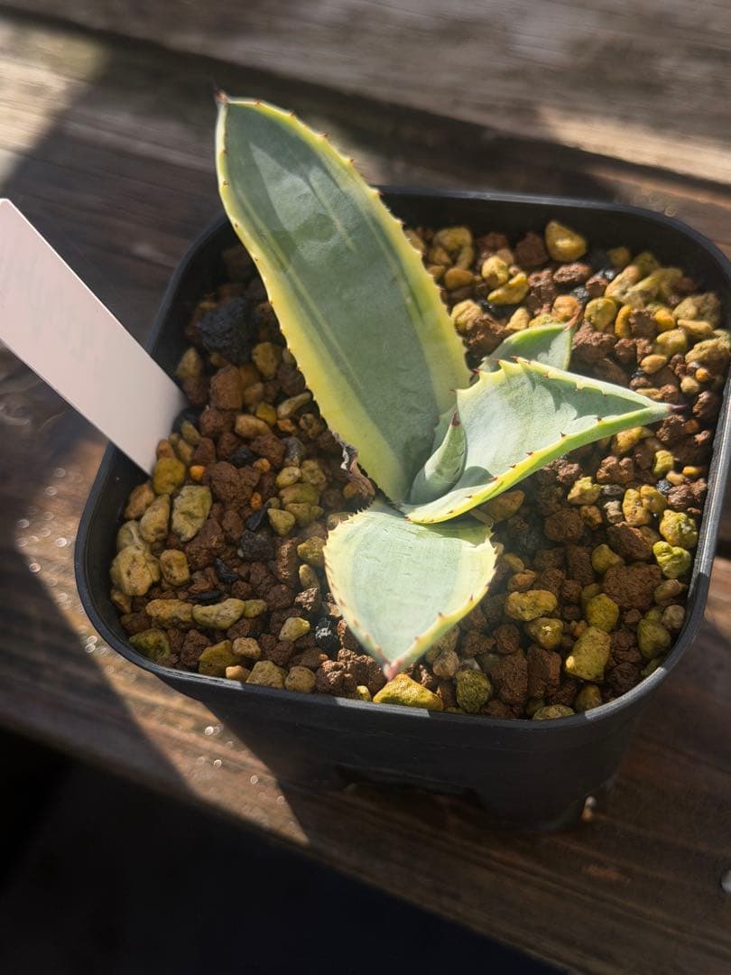 アガベ サルミアナ　リップルエフェクト