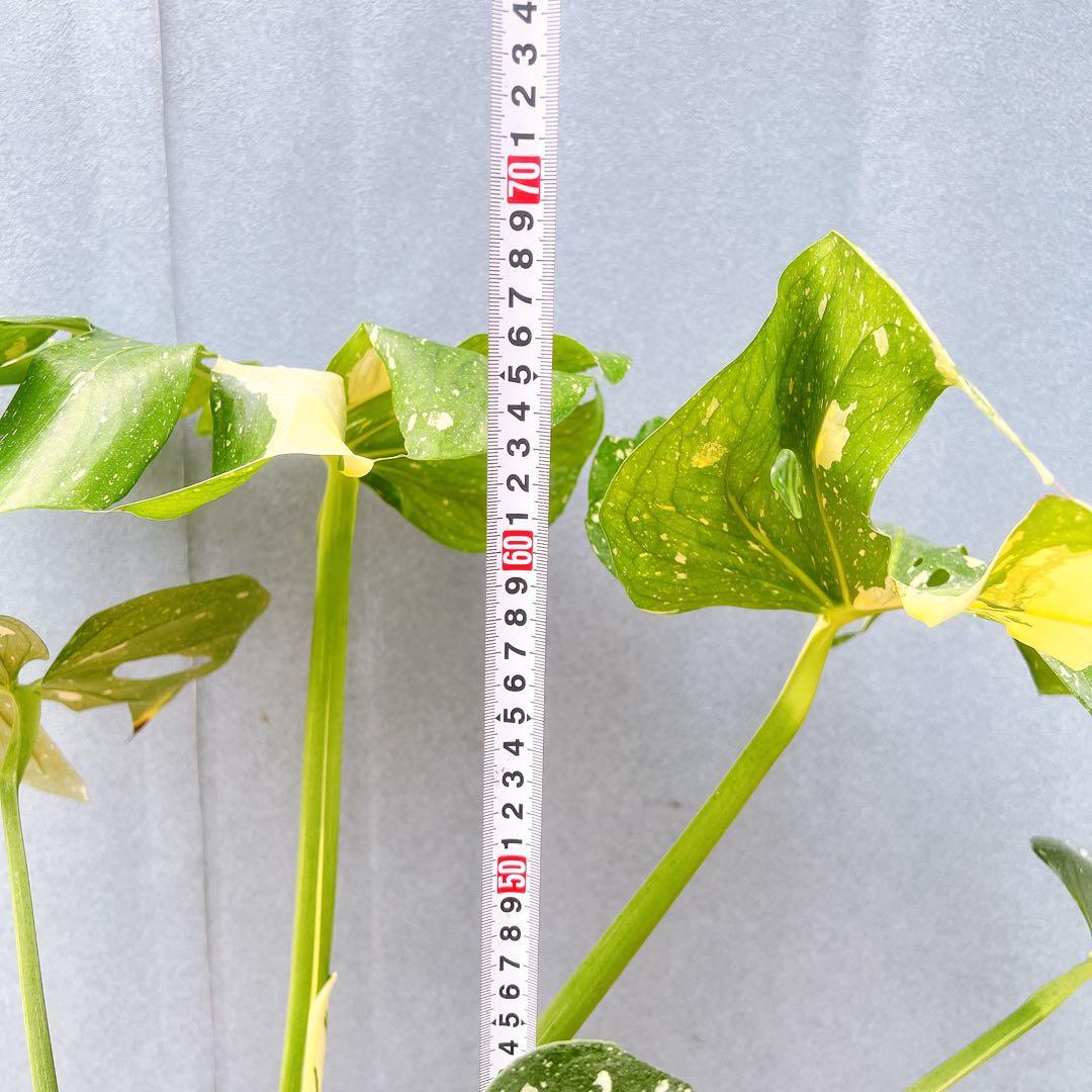 現品　モンステラ　デリシオーサ　斑入り　38番　バリエガータ　希少　観葉植物