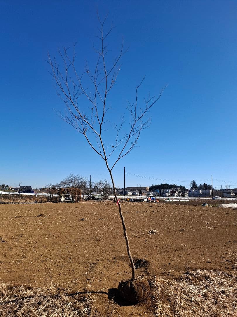 ヤマモミジ 山彩 ――アオダモ アオハダ モミジ カエデ ――