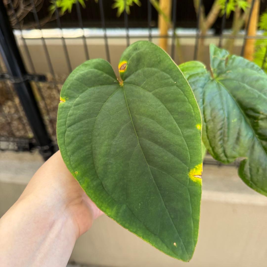 レア！　dressleri Anthurium アンスリウム　ドレスレリ