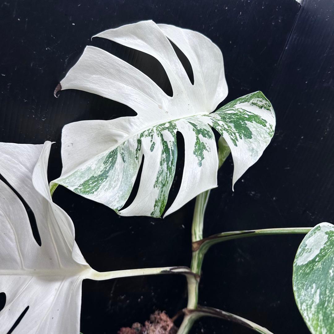 な*け様 斑入りモンステラ ホワイトタイガー極美大株54cm白斑多