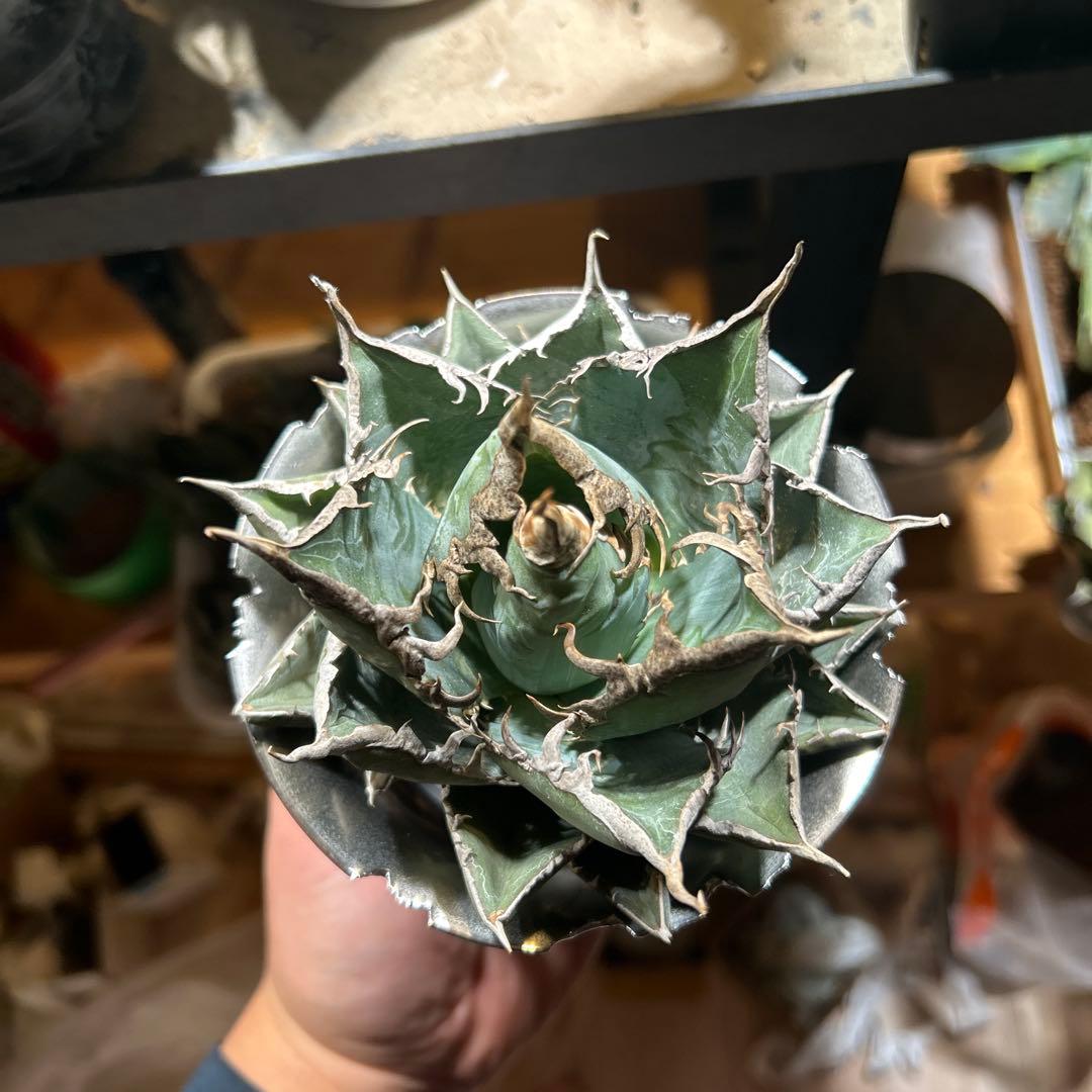 アガベ　海王　［烈海王］極上美株　コレクション株　陽炎　特価　プレステラ発送