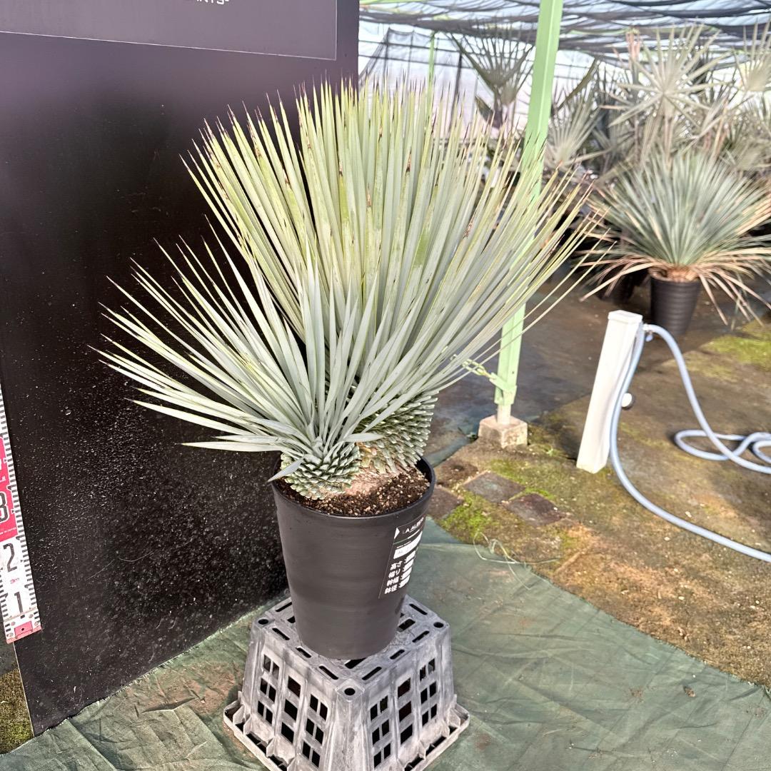 s*a様 【AL1115】ユッカ　ロストラータ　シルバーブルー個体　希少ダブルヘ