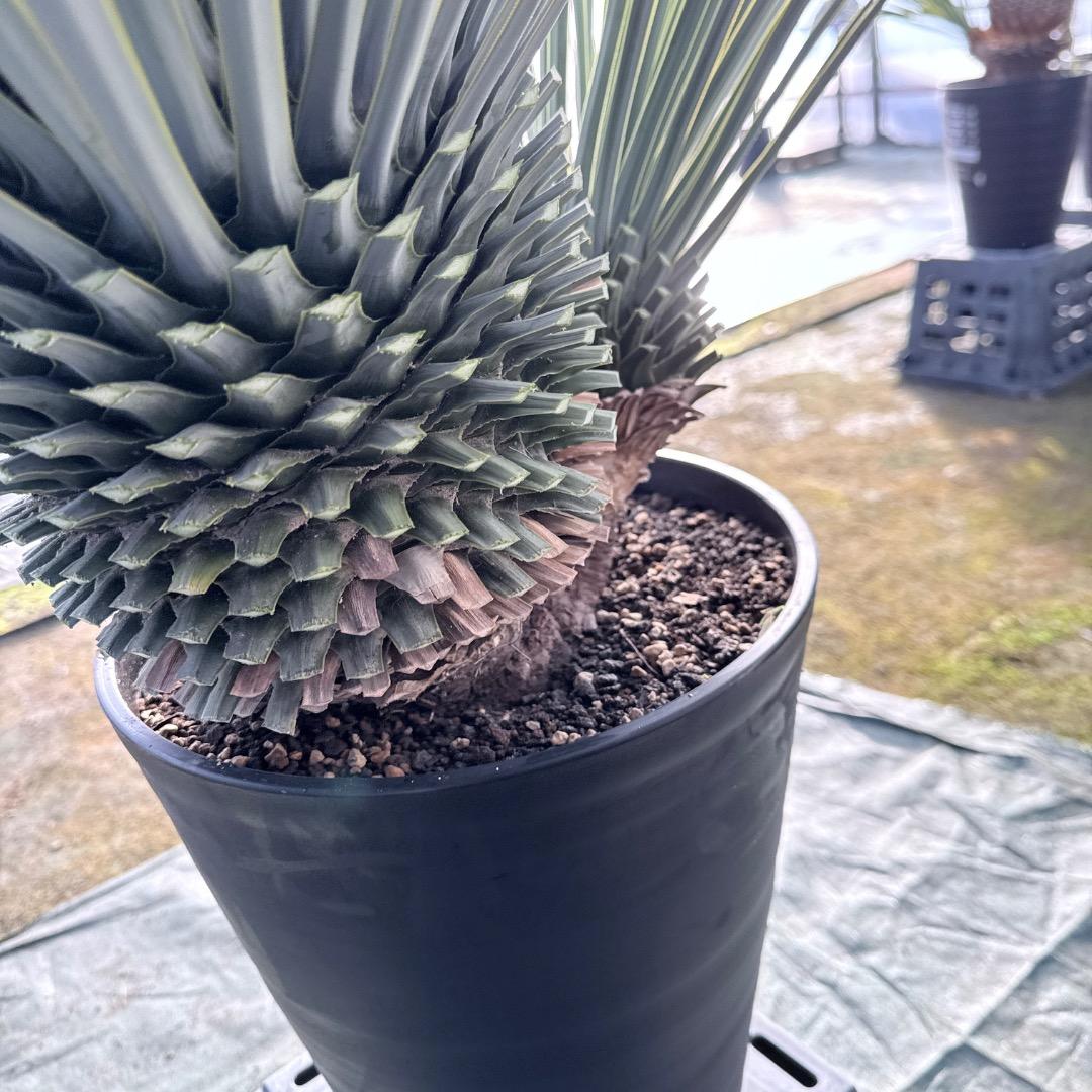 s*a様 【AL1115】ユッカ　ロストラータ　シルバーブルー個体　希少ダブルヘ