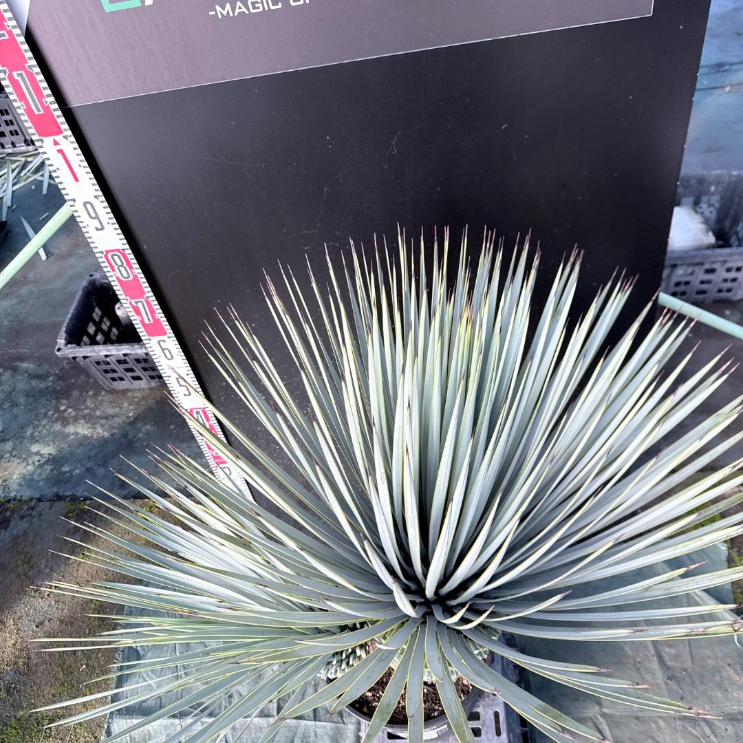 s*a様 【AL1115】ユッカ　ロストラータ　シルバーブルー個体　希少ダブルヘ