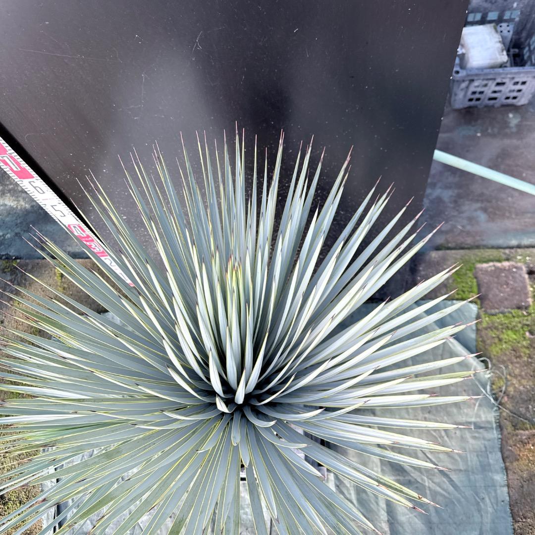 s*a様 【AL1115】ユッカ　ロストラータ　シルバーブルー個体　希少ダブルヘ