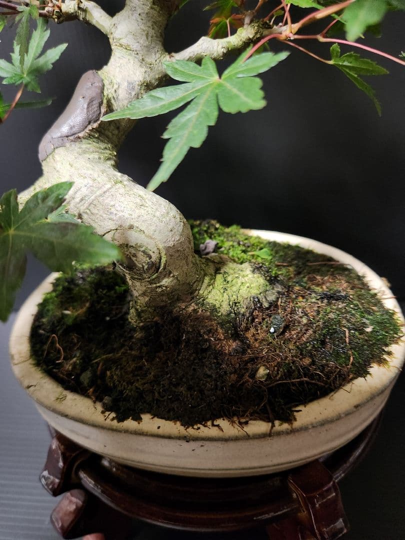 【お年玉価格】紅葉 もみじ 紅葉盆栽 もみじ盆栽 楓 カエデ　模様木