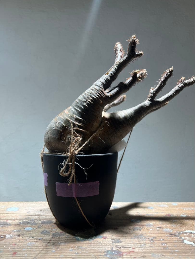パキポディウム・グラキリス 【現地球・発根管理中】