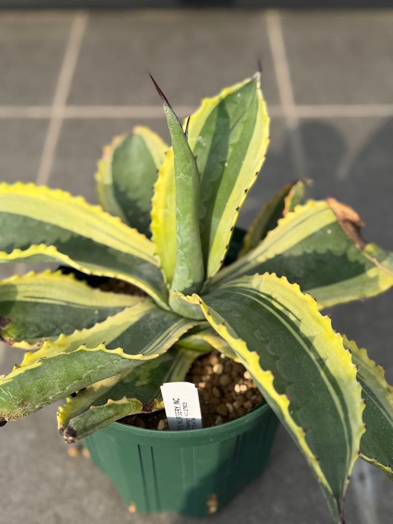 アガベ　リップルエフェクト　発根済み