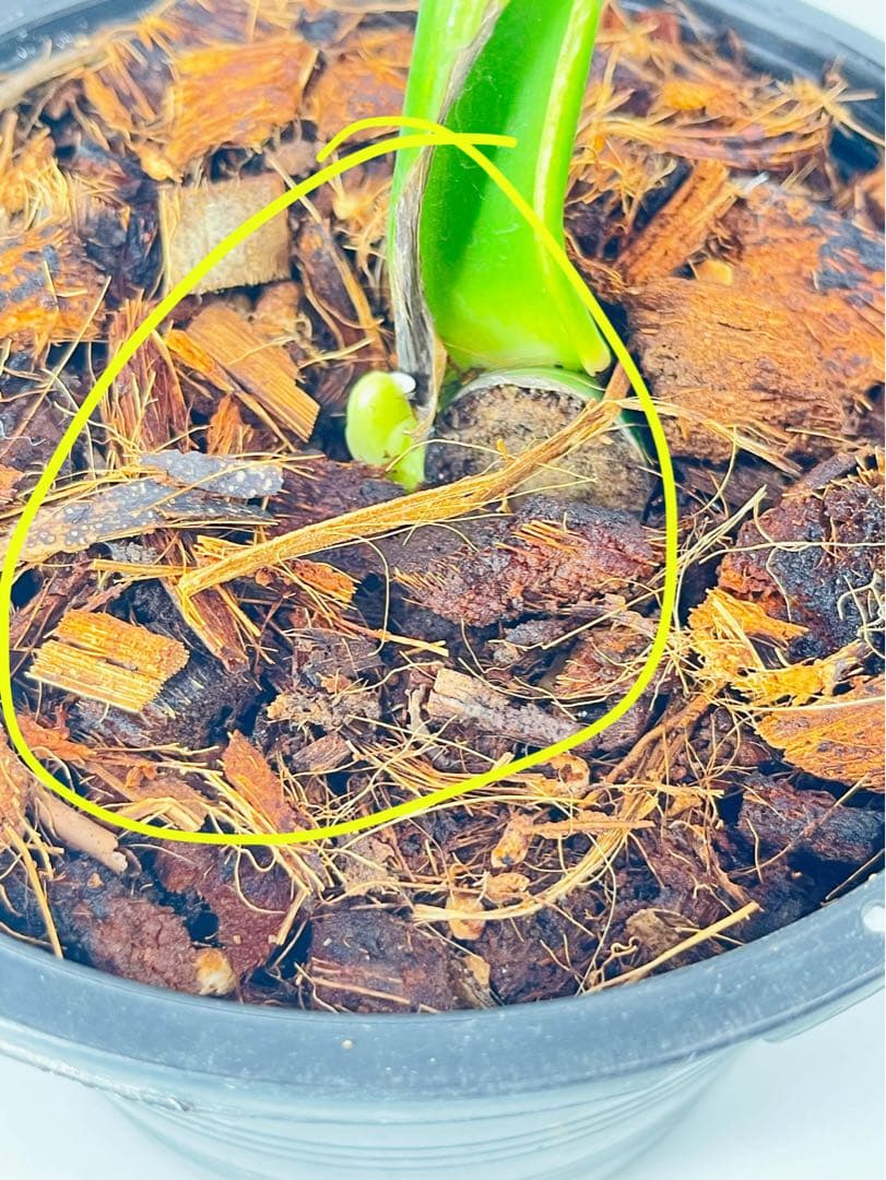 専用　Monstera Unniiae モンステラ　デリシオーサ ウンニアエ