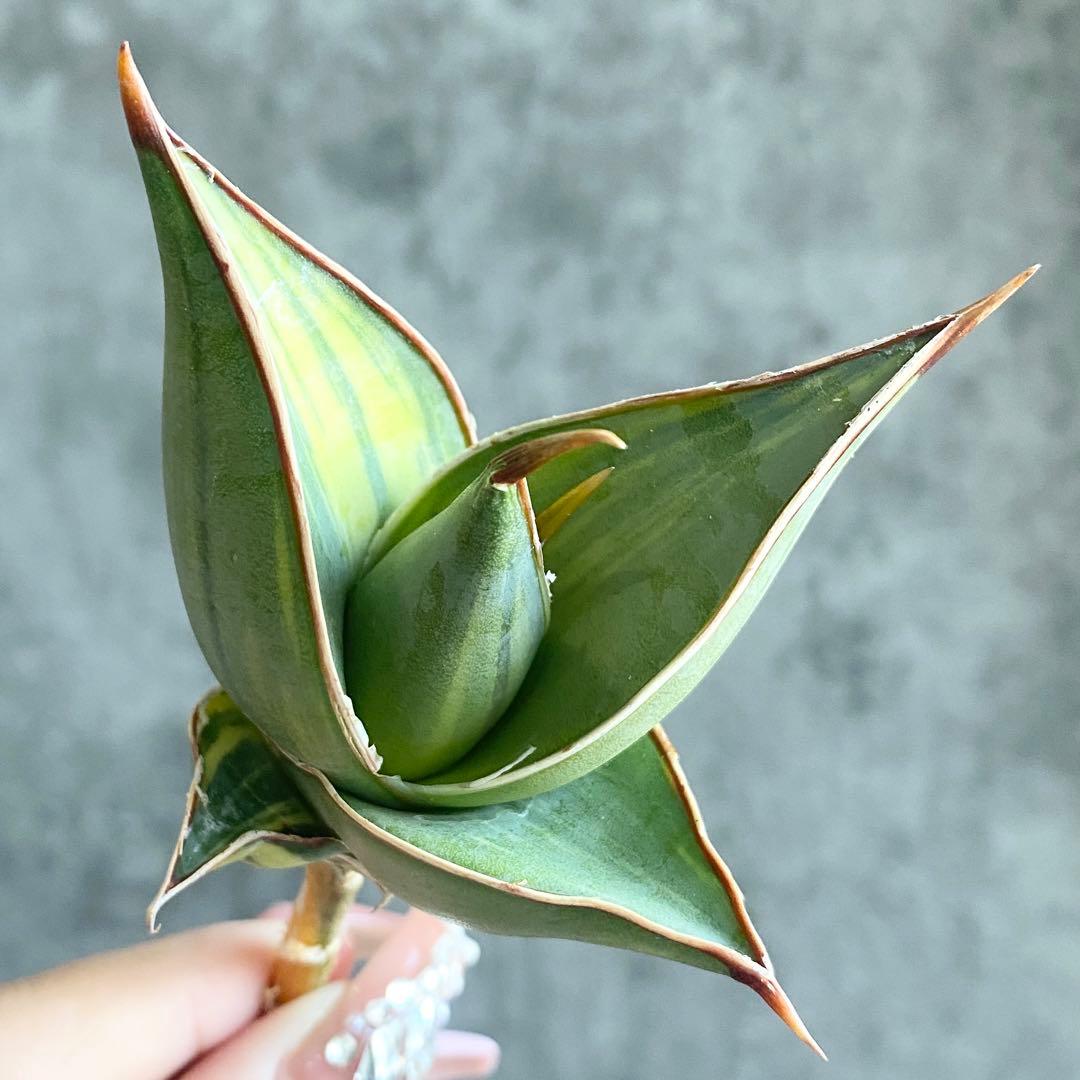 t*a様 S11334★オークション★サンスベリア ピングイキュラ 極上斑入りア