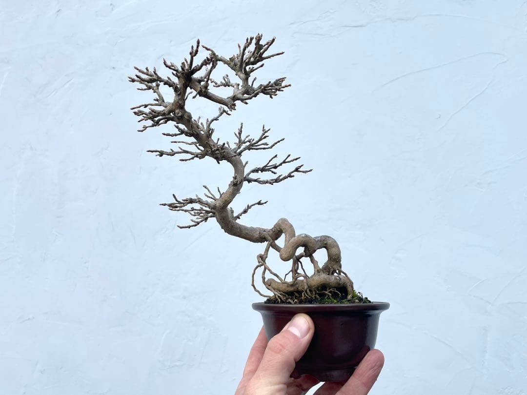 三河盆栽　カエデ　楓　関野氏作出　盆栽　根上がり　曲芸　雑木　小品　文人　葉物