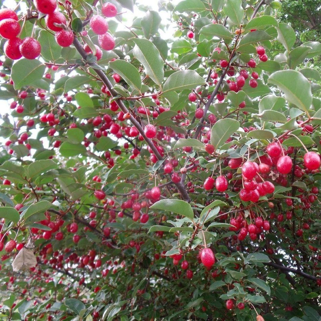 ナツグミの苗木（挿し木苗）