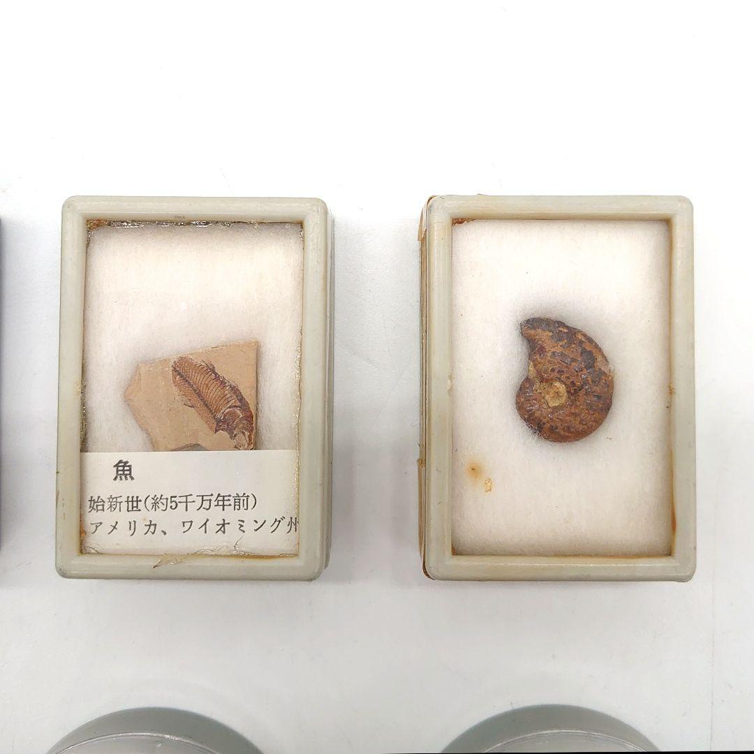 化石 ストーン 海外 標本 アンティーク まとめ売り