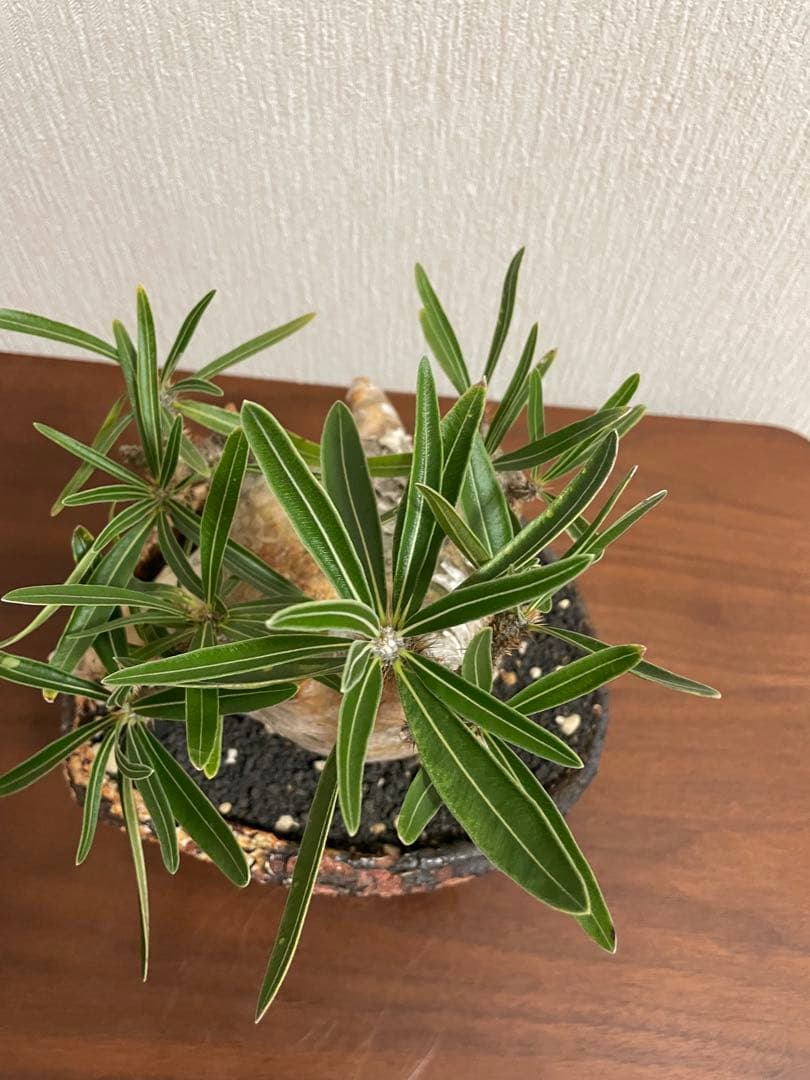 最終値下げ　パキポディウム　グラキリス　扁平　阪本健　鉢