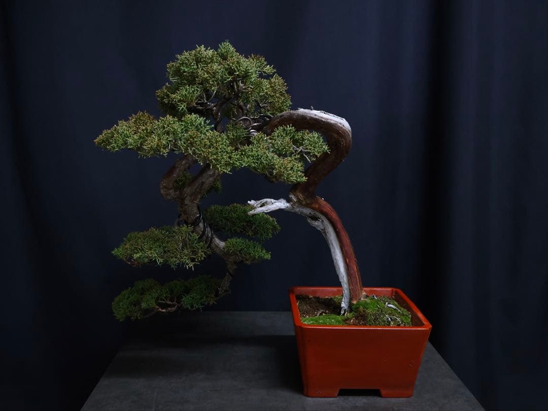 真柏 盆栽　半懸崖　シャリ芸　樹高39cm 中品