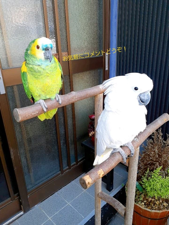 オウム&インコスタンド&止まり木{コメント用}