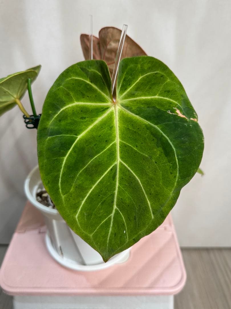 アンスリウム　斑入り