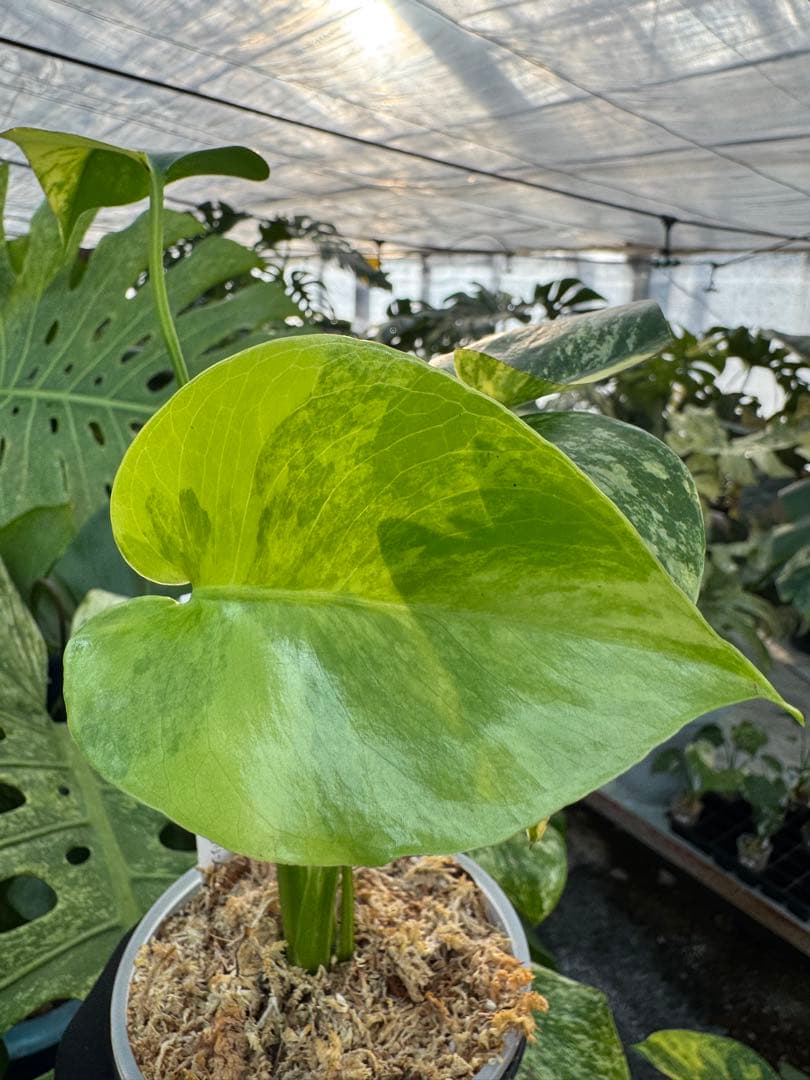 G5モンステラ　イエローマリリン　黄斑入り