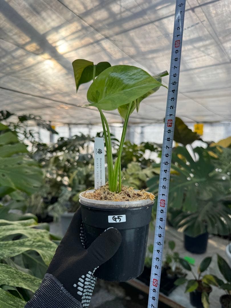 G5モンステラ　イエローマリリン　黄斑入り