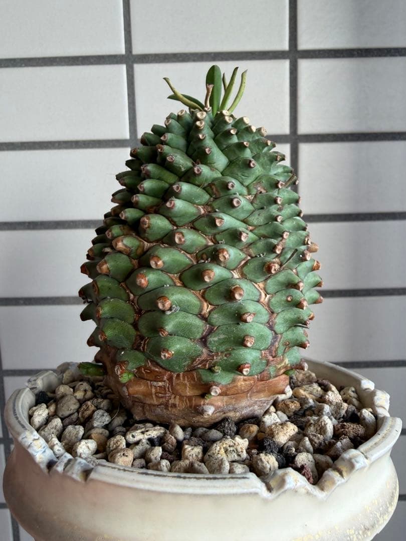 E*y様 ユーフォルビア ハイブリッド 群星冠×鉄甲丸 実生 特大