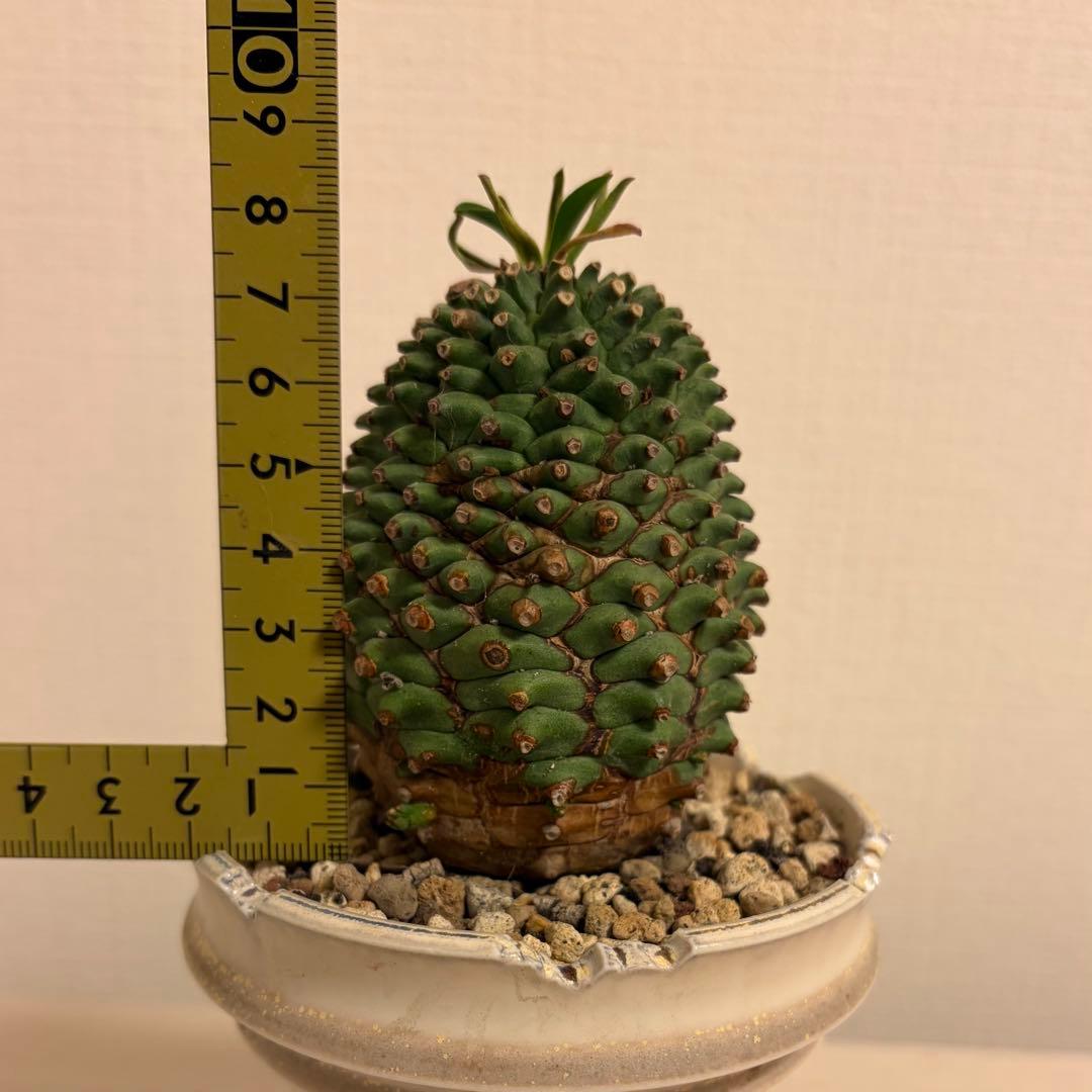 E*y様 ユーフォルビア ハイブリッド 群星冠×鉄甲丸 実生 特大