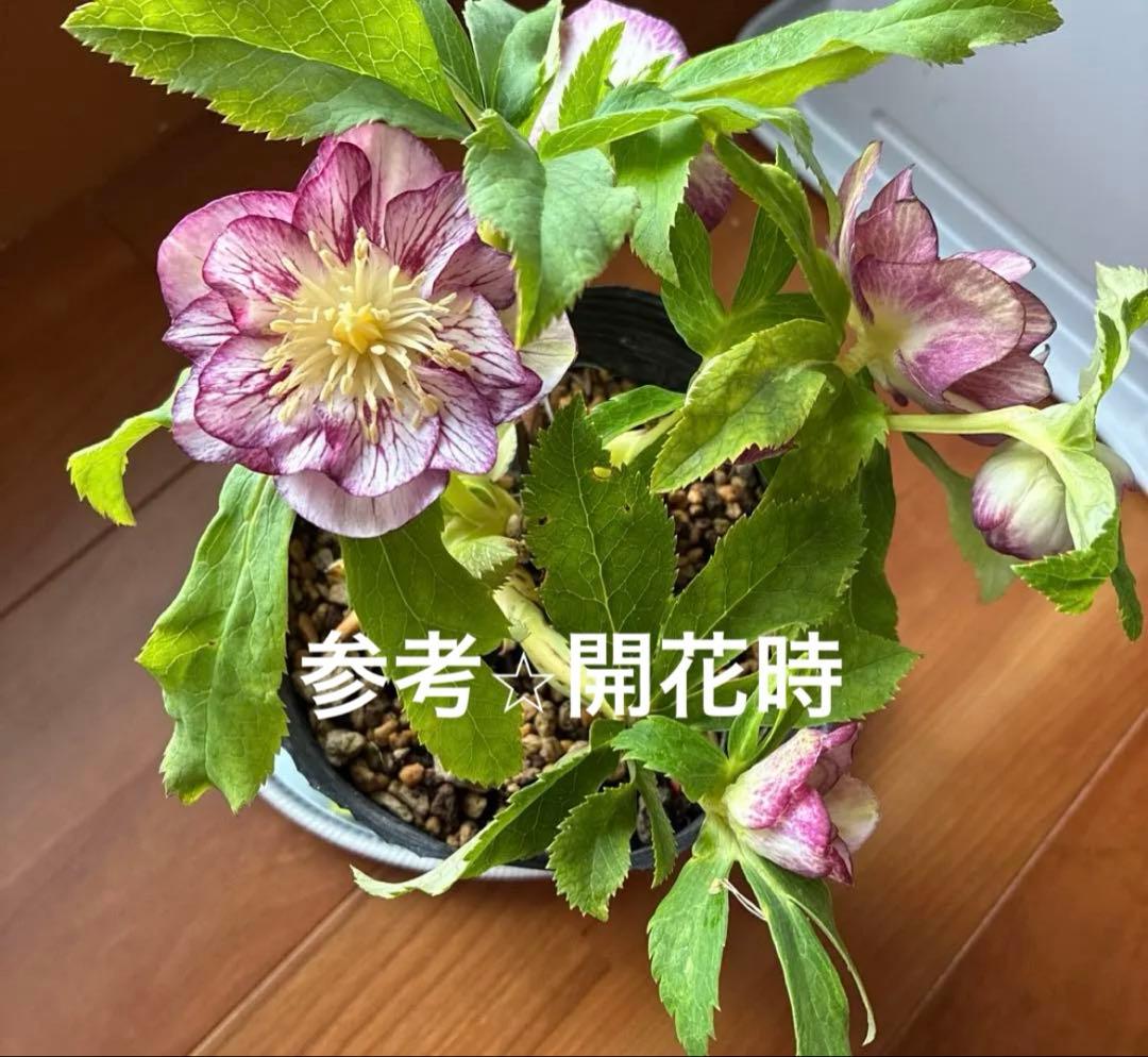 SALE♡加藤農園さん　パープルベインオーレア