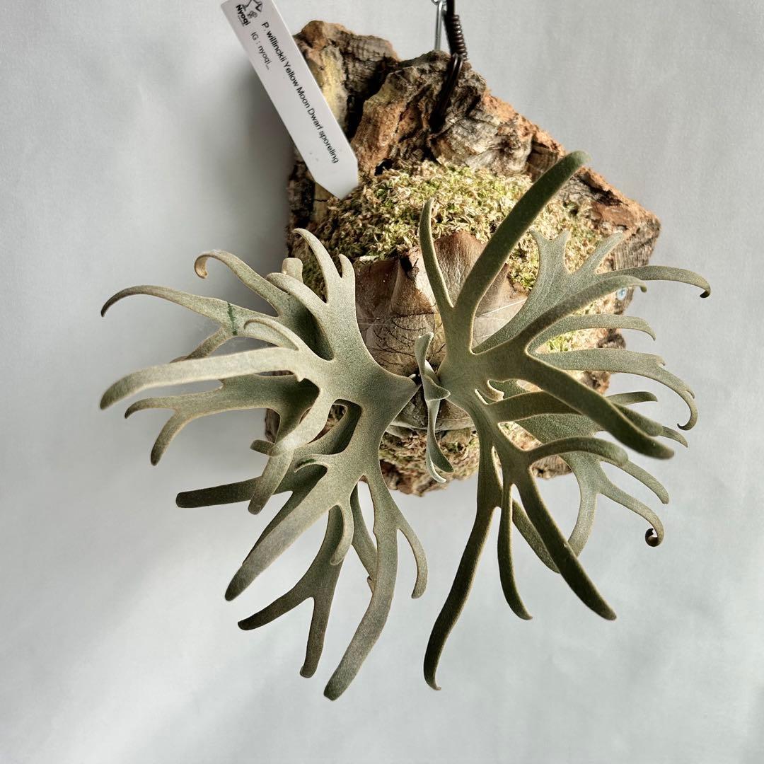 ビカクシダ Yellow moon dwarf sporeling