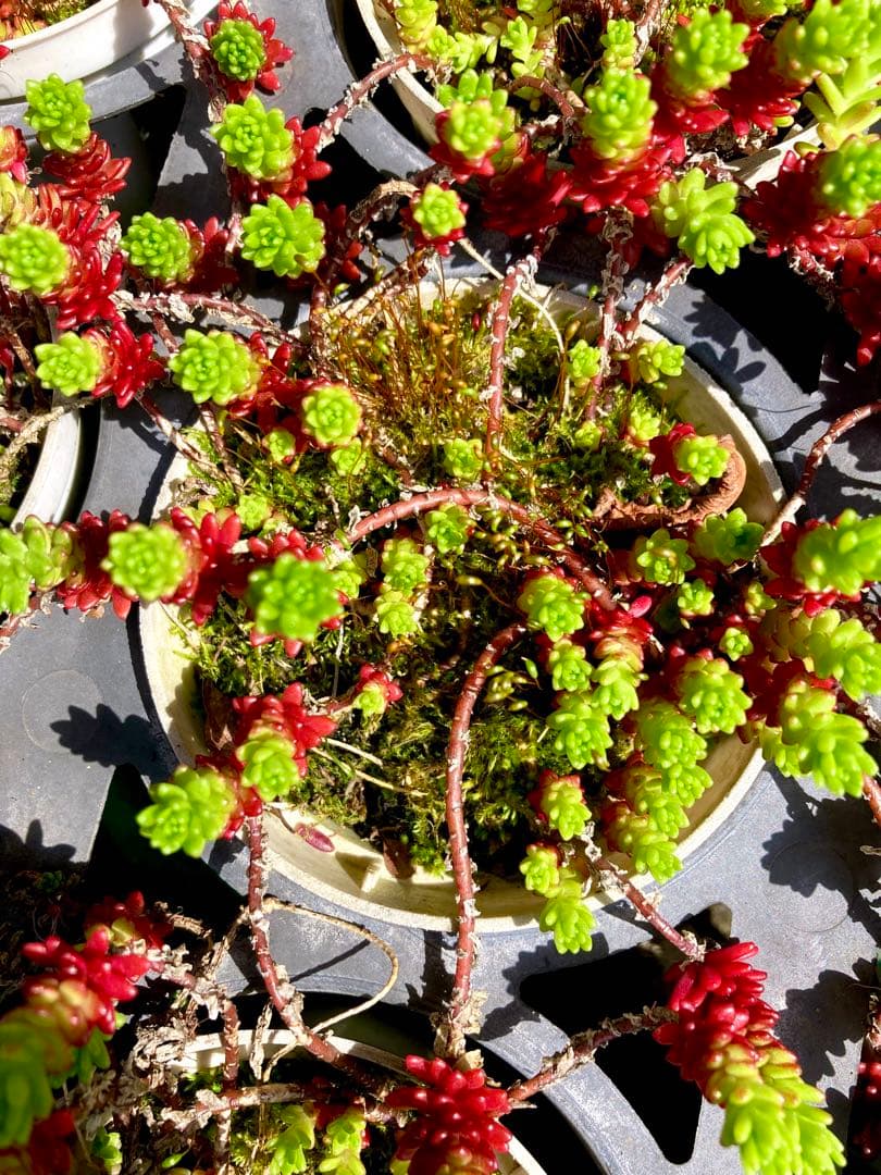 完売　　紅葉中！森で野生化超絶ワイルド【モリムラマンネングサ】セダム＊多肉植物