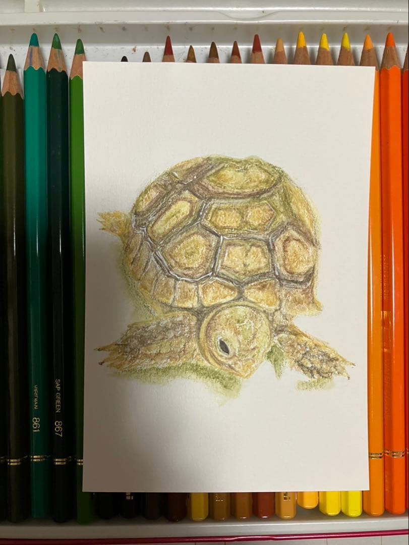 どんぐり　※他の方は購入できません