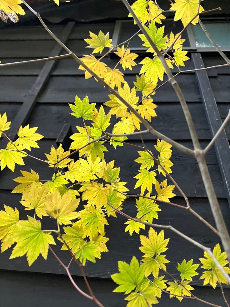 202 山採り　コハウチワカエデ