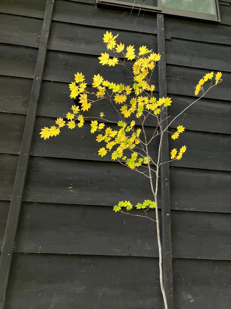 202 山採り　コハウチワカエデ