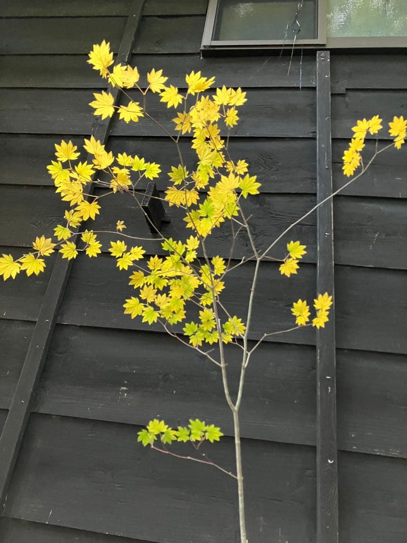 202 山採り　コハウチワカエデ