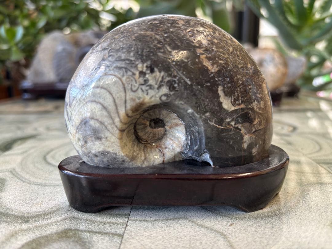 台付アンモナイト　化石　鉱石　希少　インテリア　3