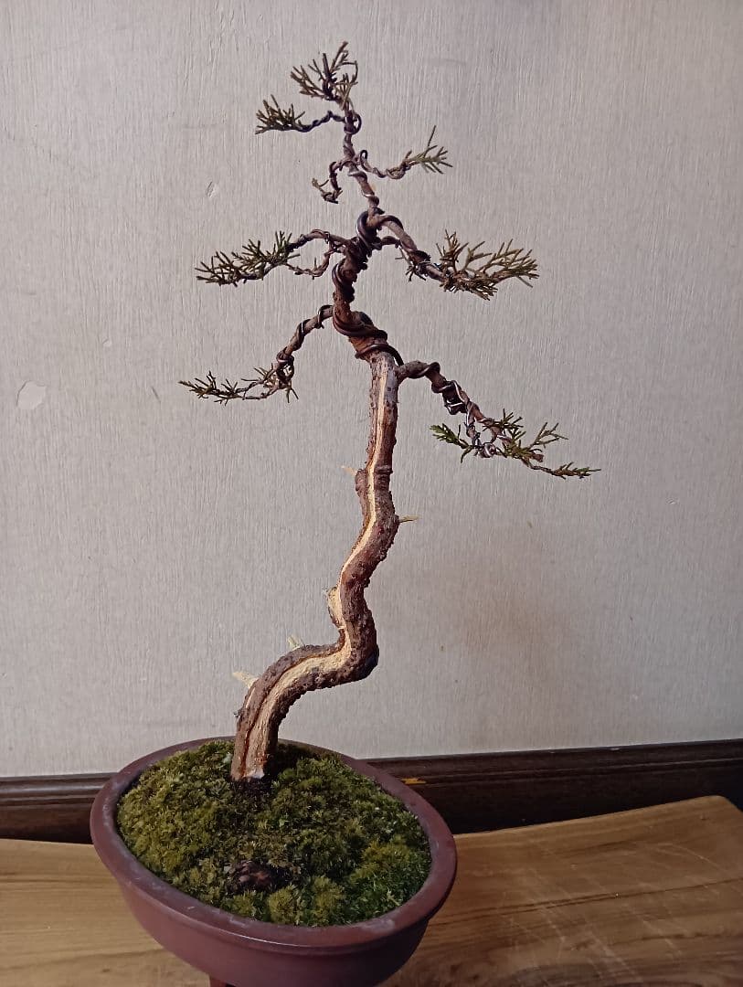 ‼️糸魚川真柏文人木‼️