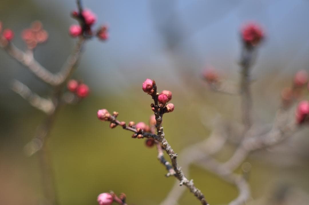 美品 試写写真有り Nikon Ai NIKKOR 85mm F/2 レンズ
