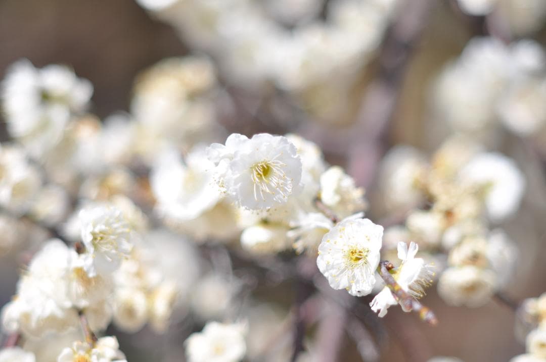 美品 試写写真有り Nikon Ai NIKKOR 85mm F/2 レンズ