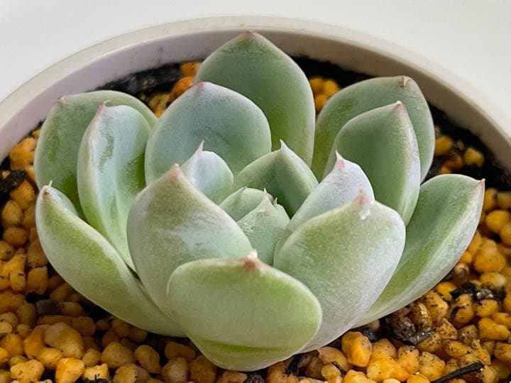 ❤️専用❤️ミックスベリア❤️ピーチック❤️抜き苗♪               札なし