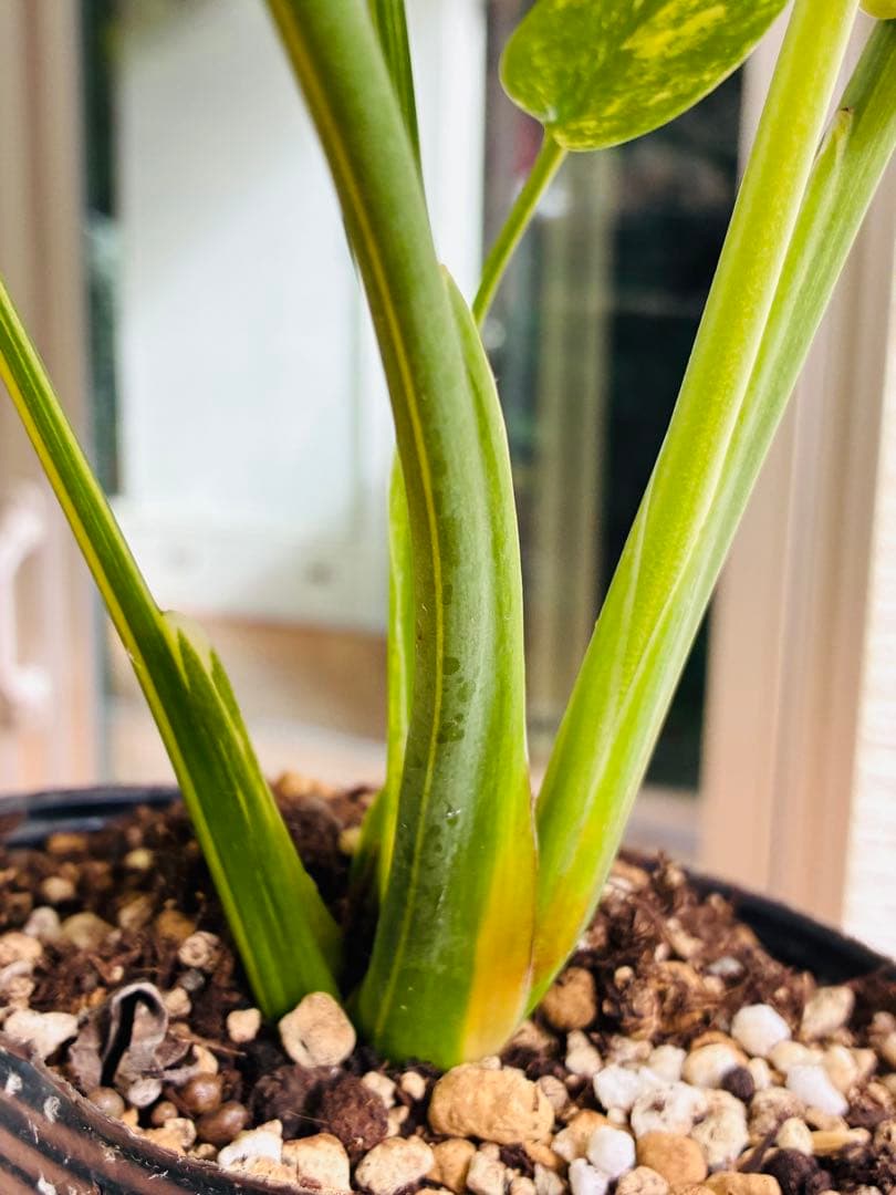 黄斑入り　モンステラモンステラ　デリシオーサ イエローマリリン　中小株